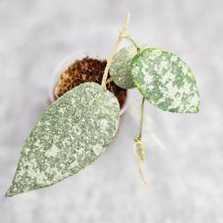 Hoya Caudata Silver 