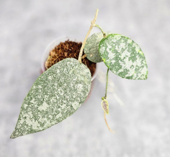 Hoya Caudata Silver Hoya Caudata Silver
