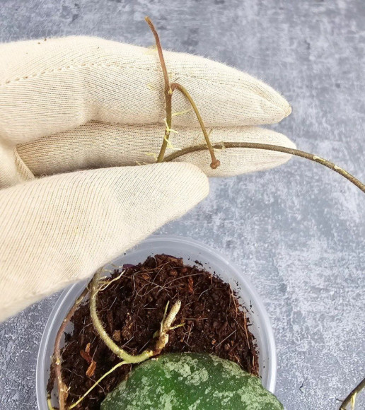 Hoya Caudata Aceh Splash Hoya Caudata Aceh Splash