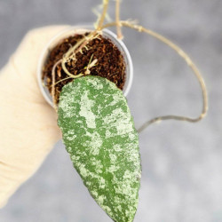 Hoya Caudata Aceh Splash