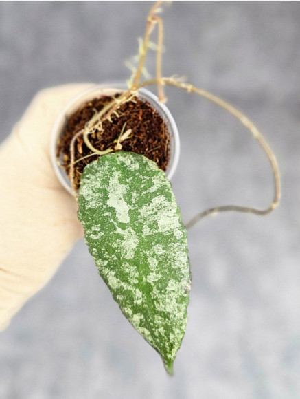 Hoya Caudata Aceh Splash Hoya Caudata Aceh Splash