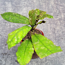 Hoya Undulata Red Leaf  