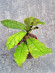 Hoya Undulata Red Leaf  