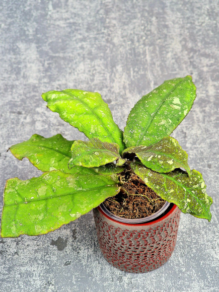 Hoya Undulata Red Leaf Hoya Undulata Red Leaf