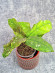 Hoya Undulata Red Leaf  