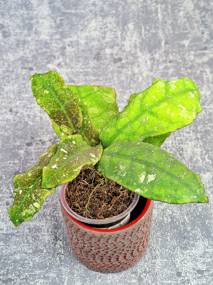 Hoya Undulata Red Leaf Hoya Undulata Red Leaf