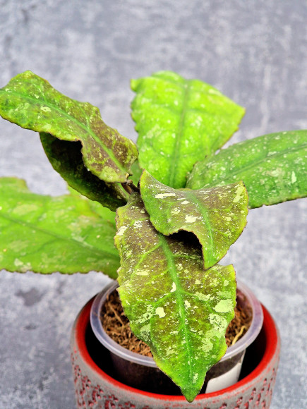 Hoya Undulata Red Leaf Hoya Undulata Red Leaf