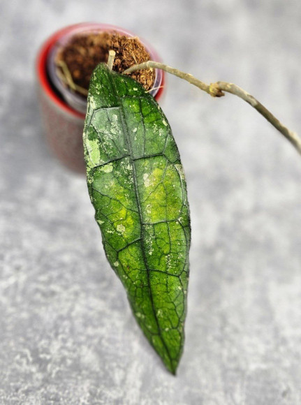 Hoya Clemensiorum Borneo #004 