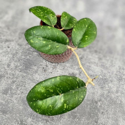 Hoya Sp. Aceh ABS 005 