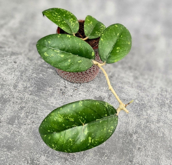 Hoya Sp. Aceh ABS 005 Hoya Sp. Aceh ABS 005