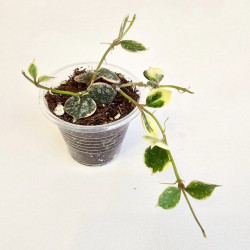 Hoya Curtisii Albo  