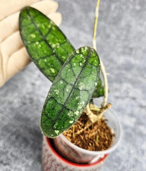 Hoya Clemensiorum Aceh #023                                              