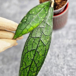 Hoya Clemensiorum Aceh ar #071