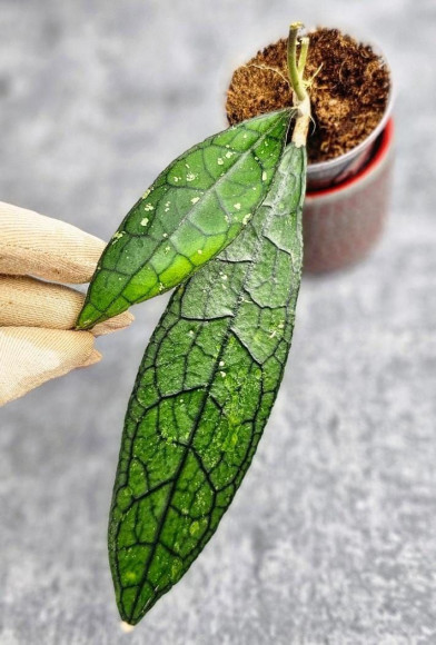 Hoya Clemensiorum Aceh ar #071 Hoya Clemensiorum Aceh ar #071