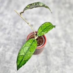 Hoya Clemensiorum Borneo #001  