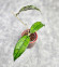 Hoya Clemensiorum Borneo #001  