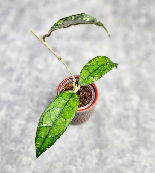 Hoya Clemensiorum Borneo #001  
