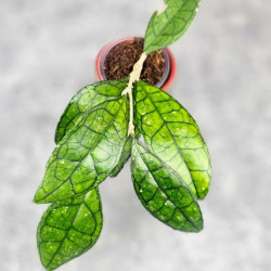 Hoya Clemensiorum Sarawak #002   