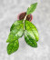 Hoya Clemensiorum Sarawak #002   