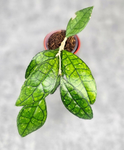 Hoya Clemensiorum Sarawak #002   