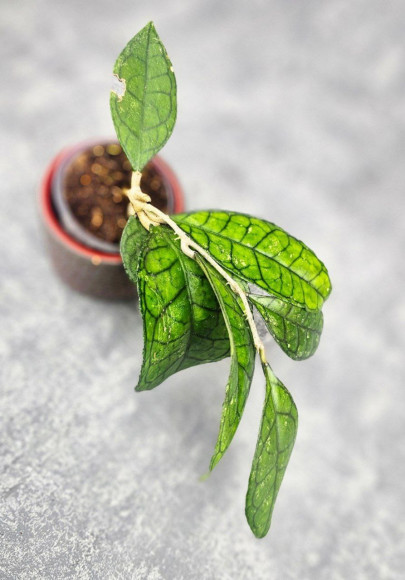 Hoya Clemensiorum Sarawak #002 Hoya Clemensiorum Sarawak #002