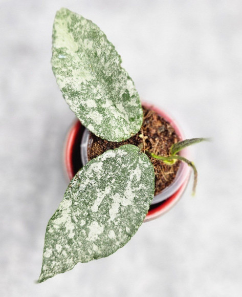 Hoya Caudata Silver  