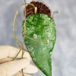 Hoya Caudata Aceh Splash 