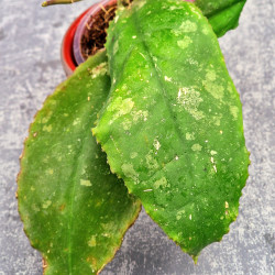 Hoya Undulata Red Leaf 