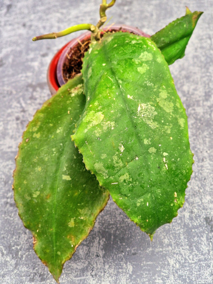 Hoya Undulata Red Leaf 