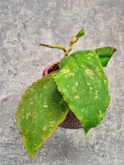 Hoya Undulata Red Leaf Hoya Undulata Red Leaf