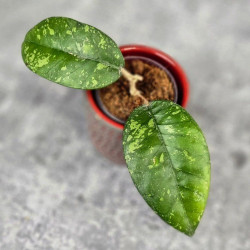 Hoya Sp. Aceh ABS 005 