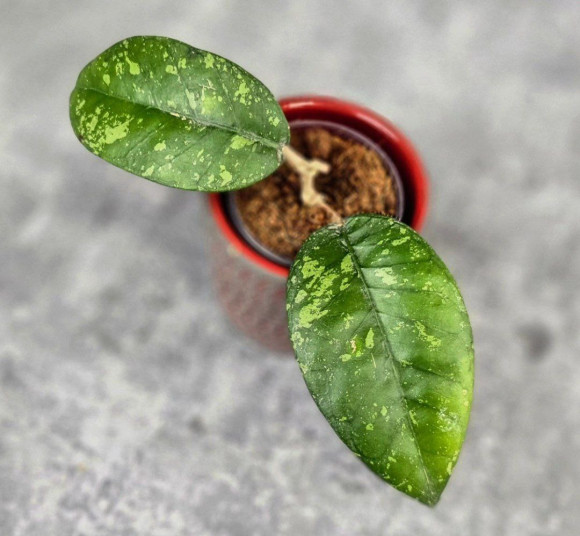 Hoya Sp. Aceh ABS 005 Hoya Sp. Aceh ABS 005