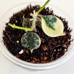 Hoya Curtisii Albo  