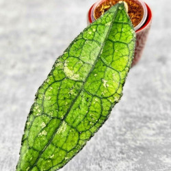 Hoya Clemensiorum Aceh #023                                               