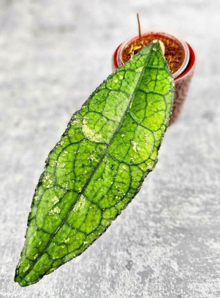 Hoya Clemensiorum Aceh #023                                               