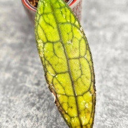 Hoya Clemensiorum Aceh ar #072