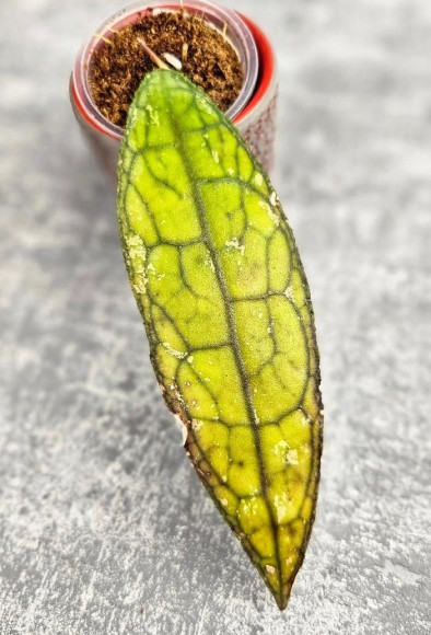 Hoya Clemensiorum Aceh ar #072