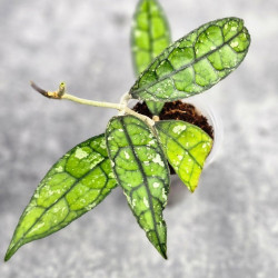 Hoya Clemensiorum Borneo #001  