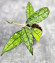Hoya Clemensiorum Borneo #001  