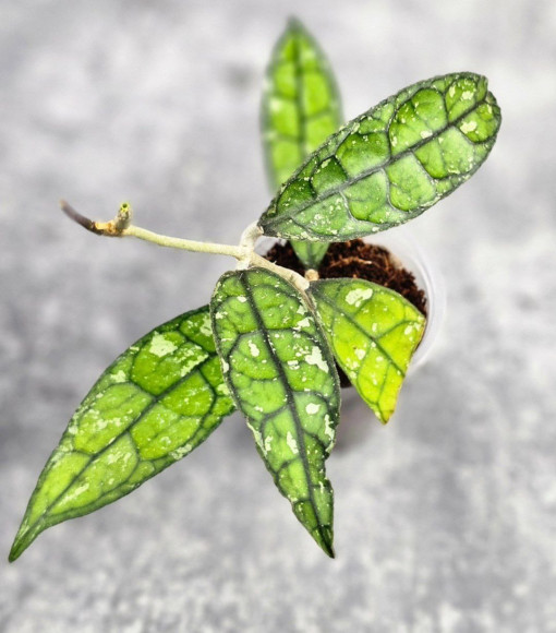 Hoya Clemensiorum Borneo #001  