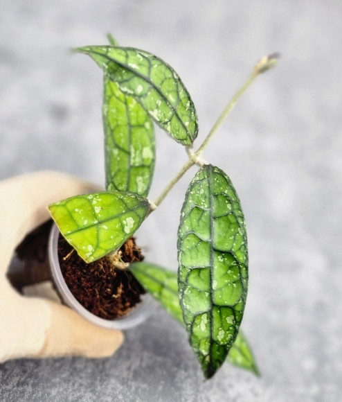 Hoya Clemensiorum Borneo #001 Hoya Clemensiorum Borneo #001