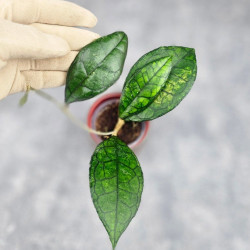 Hoya Clemensiorum Sarawak #002 