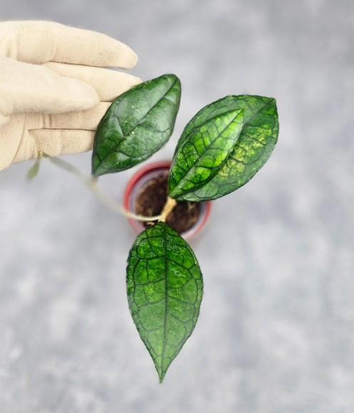 Hoya Clemensiorum Sarawak #002 