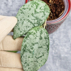 Hoya Caudata Silver  