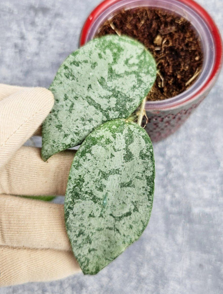 Hoya Caudata Silver  