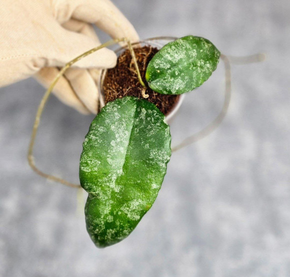 Hoya Caudata Aceh Splash Hoya Caudata Aceh Splash