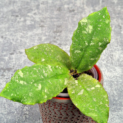 Hoya Undulata Red Leaf  