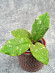 Hoya Undulata Red Leaf  