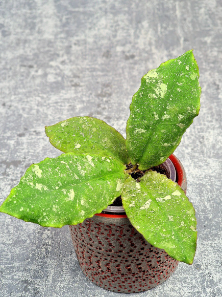 Hoya Undulata Red Leaf  