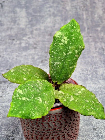 Hoya Undulata Red Leaf Hoya Undulata Red Leaf